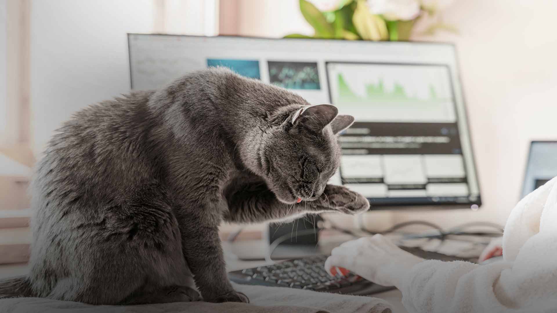 Top 5 Tech Tools For Remote Work in 2020